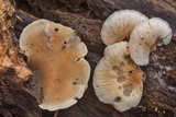Hohenbuehelia angustata image
