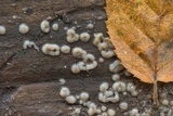Helicogloea compressa image