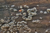 Helicogloea compressa image