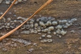Helicogloea compressa image