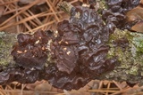Exidia recisa image