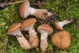 Armillaria gallica image