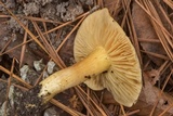 Tricholoma sulphureum image