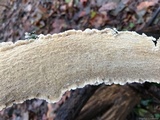 Irpex lacteus image