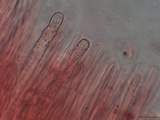 Irpex lacteus image