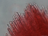 Irpex lacteus image