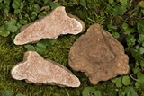 Tuber magnatum image