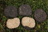 Tuber uncinatum image