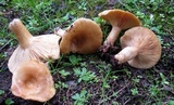 Lactarius proximellus image