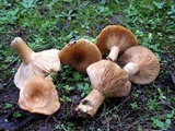 Lactarius proximellus image