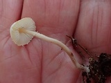 Cystolepiota seminuda image