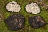 Picoa carthusiana image