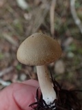Inocybe flocculosa image