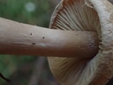 Inocybe flocculosa image