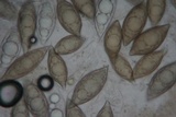 Picoa carthusiana image