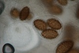 Tuber macrosporum image