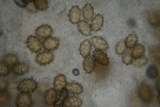 Tuber uncinatum image