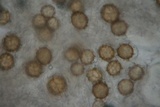 Tuber magnatum image