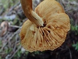 Gymnopilus sapineus image