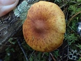 Gymnopilus sapineus image