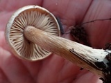 Inocybe lacera image