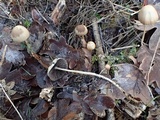 Psathyrella subhepatica image
