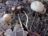 Psathyrella subhepatica image