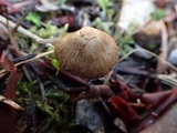 Inocybe flocculosa image
