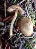 Inocybe flocculosa image