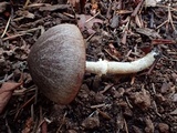Psathyrella longistriata image