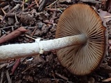 Psathyrella longistriata image