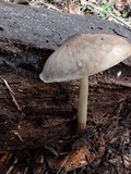 Pluteus exilis image