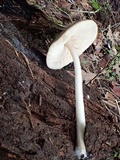 Pluteus exilis image