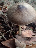 Pluteus exilis image