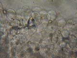 Pluteus exilis image
