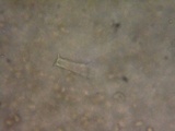 Pluteus exilis image