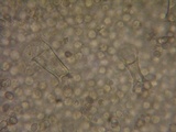 Pluteus exilis image