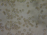 Pluteus exilis image