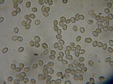 Pluteus exilis image