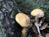 Phaeolepiota aurea image