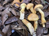 Phaeolepiota aurea image