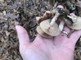 Armillaria gallica image