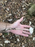 Oudemansiella furfuracea image