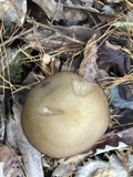 Oudemansiella furfuracea image