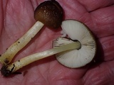 Pluteus romellii image