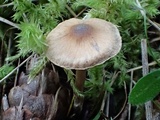 Cortinarius fulvescens image