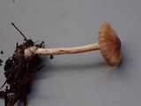 Cortinarius fulvescens image