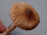 Cortinarius fulvescens image