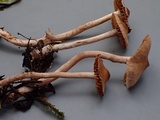 Cortinarius fulvescens image