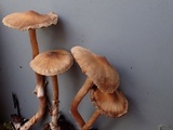 Cortinarius fulvescens image
